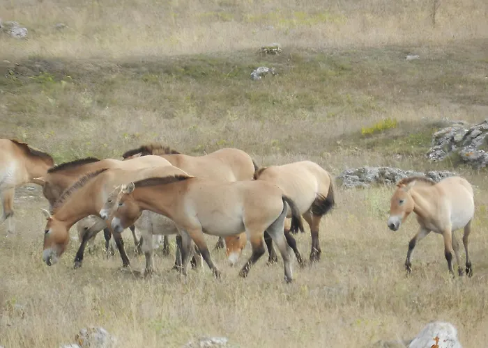 Maison De Vacance De Dom wakacyjny
